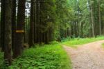 2014-07-05_Laengental-N-Hochweg (987). JPG